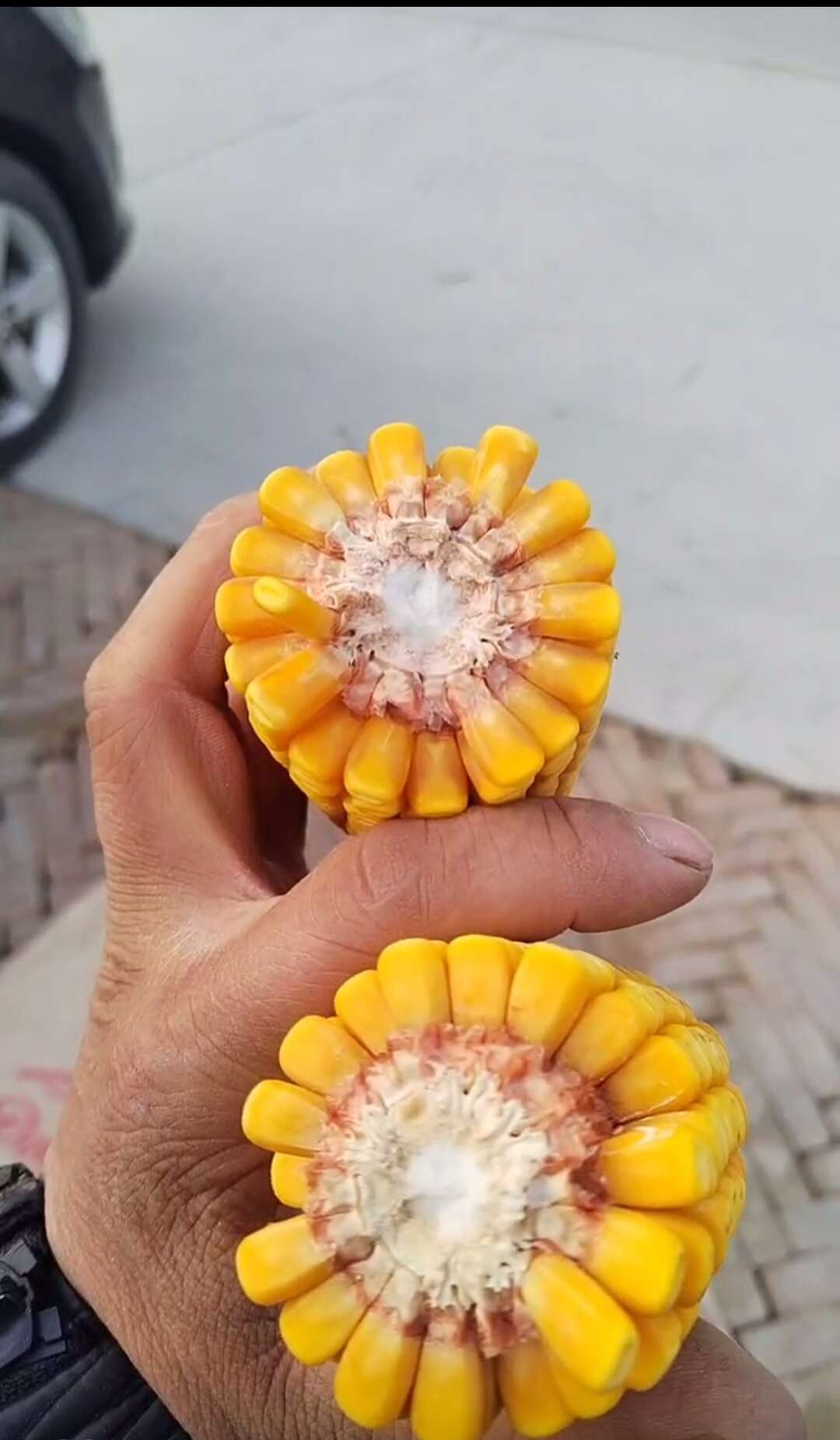 黄糯玉米粒836，水分20左右