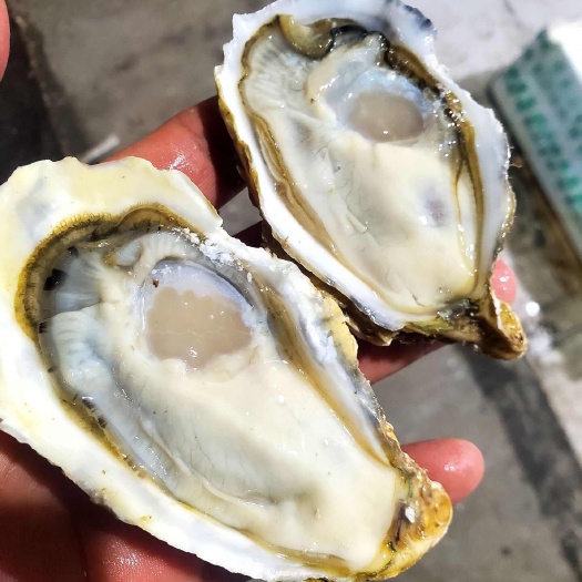 中牟县乳山生蚝