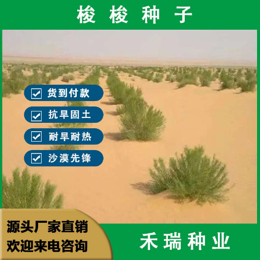 南京梭梭籽种子 抗旱固沙种子，梭梭树种籽毛条种子，防沙固土种子