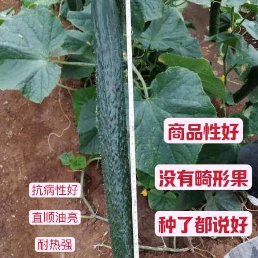 郑州耐热黄瓜种子，油亮型 绿皮绿肉 产量高抗病强 基地田大量种植