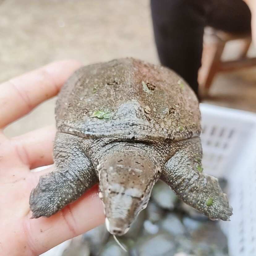 甲鱼苗活体外塘江河 黑花甲鱼苗鱼塘 中华水鱼苗 黄沙鳖 冷水