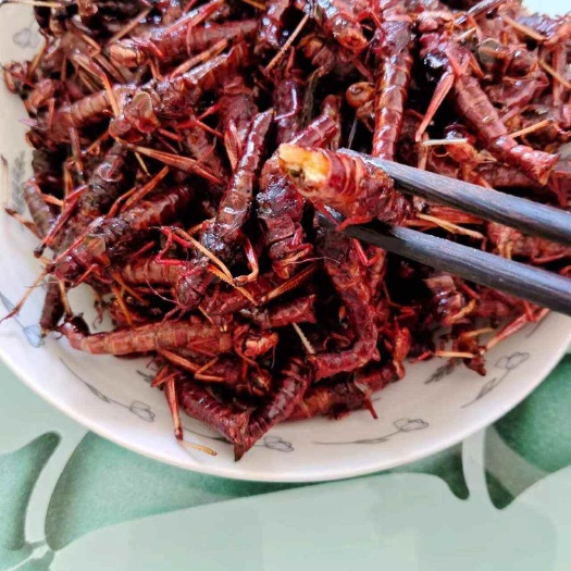 无棣县生态蚂蚱