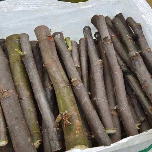 罗平县无花果枝条多品种