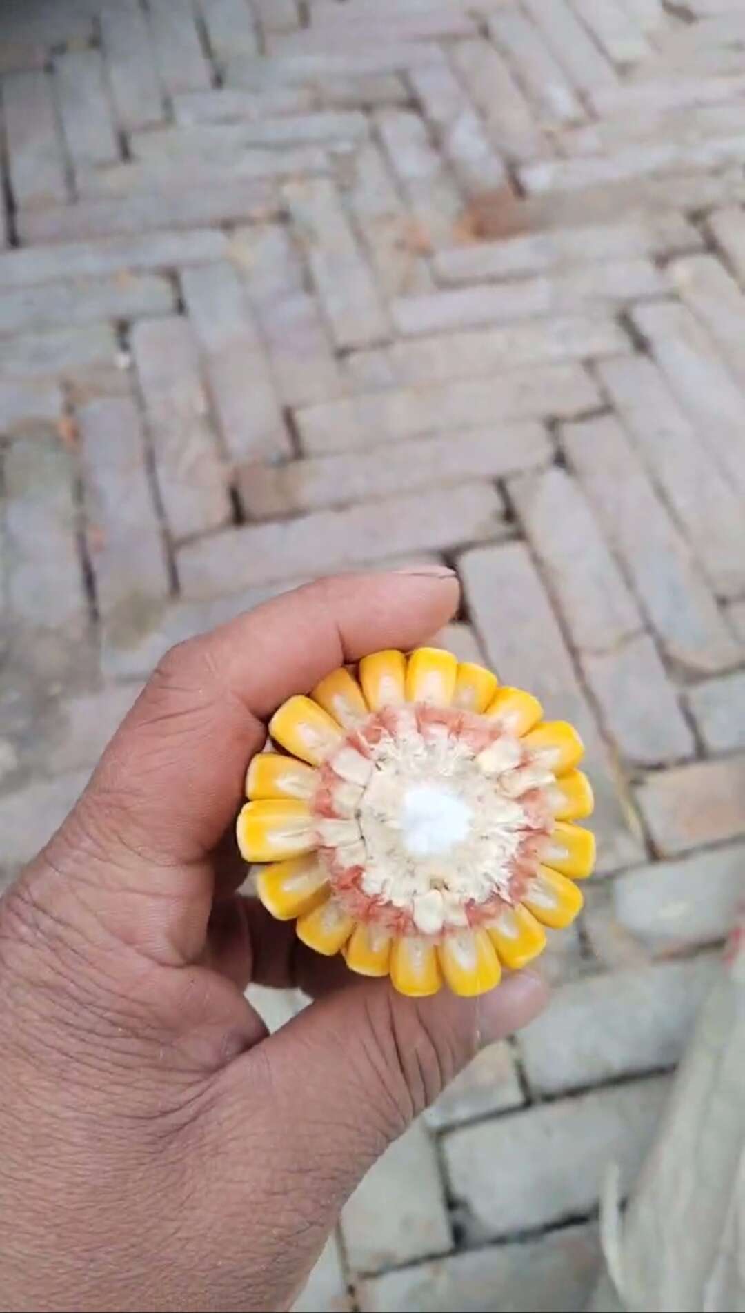 黄糯玉米粒836，水分20左右