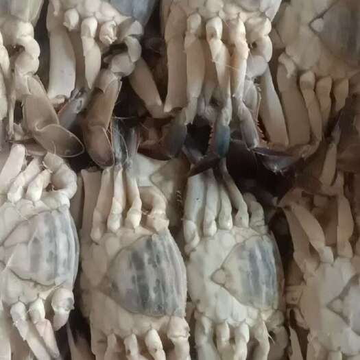 东港市大飞蟹