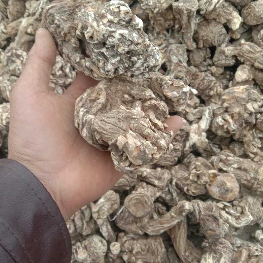 汉源县精品当归头，当归个子，当归尾，当归片。