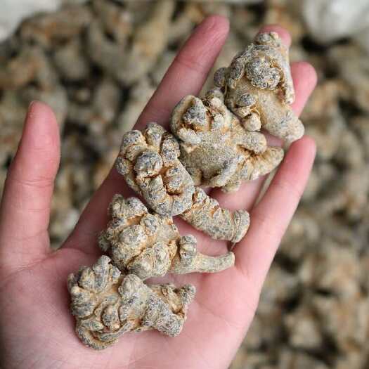 广州田七头三七田七粉产地云南文山，足干货。滑头不打蜡，水洗货