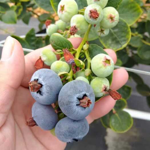 肥城市蓝莓品种F6，对土壤要求低，好管理