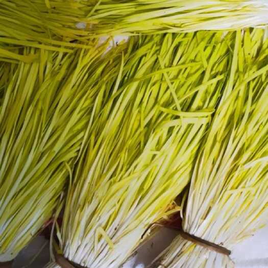 石家庄黄韭种植基地直发