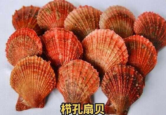 鲜活现剥扇贝肉冷冻超大速冻新鲜扇贝肉海鲜水产带黄无沙扇贝