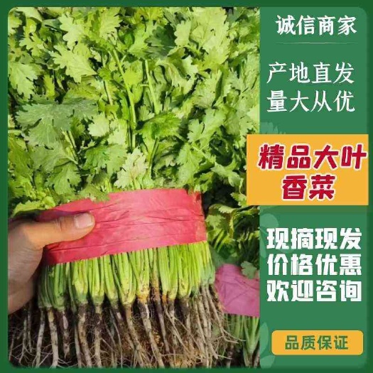 【全年供应】河北精品大叶香菜，产地直发，可对接电 商超市场