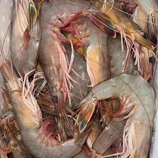 荣成市黄海对虾，胶东半岛黄海渤海湾海浦大对虾，全国各地当日达