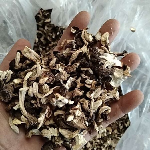 虾米菇 嫩芽菇干货