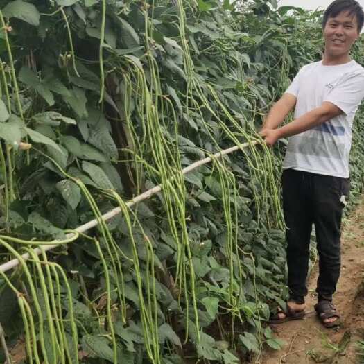 郑州耐热40度基地专用 翠绿色豆角种子豇豆种无鼠尾不鼓籽厚肉条长