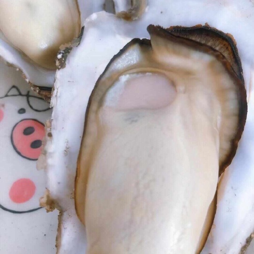 荣成市牡蛎  三倍体生蚝 乳山货源 产地直供    鲜活