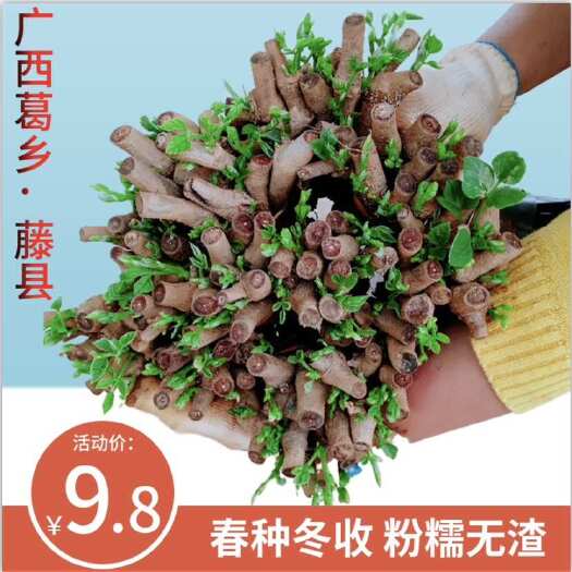 藤县葛根种苗  优选葛根苗二代苗 芽苞饱满 苗节匀大 包邮