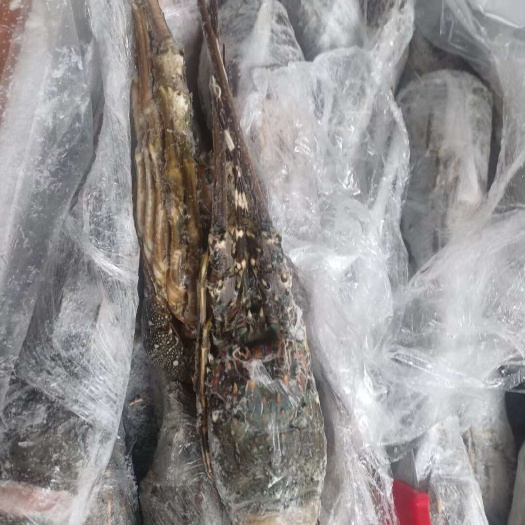 成都小青龙，全规格