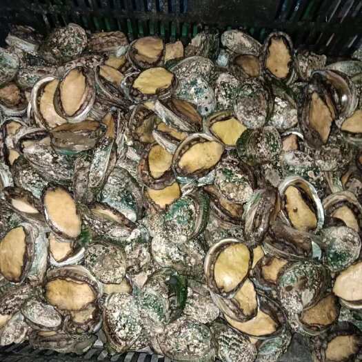 柳州鲍鱼活冻鲍鱼带壳冻鲍鱼鲜冻鲍鱼