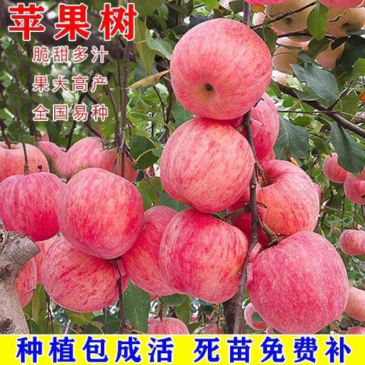 苹果树果苗地栽南方北方种植盆栽嫁接红富士冰糖心矮化小苹果树苗