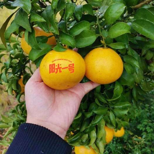 洪江市百分之90的人都没吃过的橘子，市场少有新品阳光一号柑橘蜜橘
