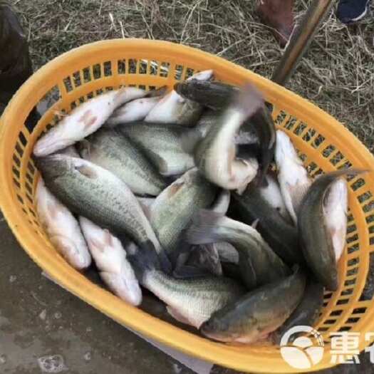颍上县加洲鲈鱼