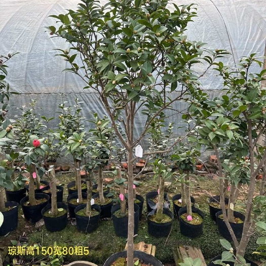 金华琼斯茶花。云南茶花云杂