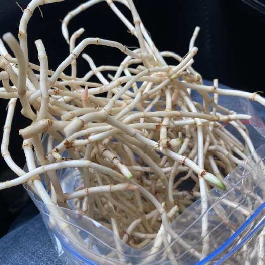 犍为县折耳根