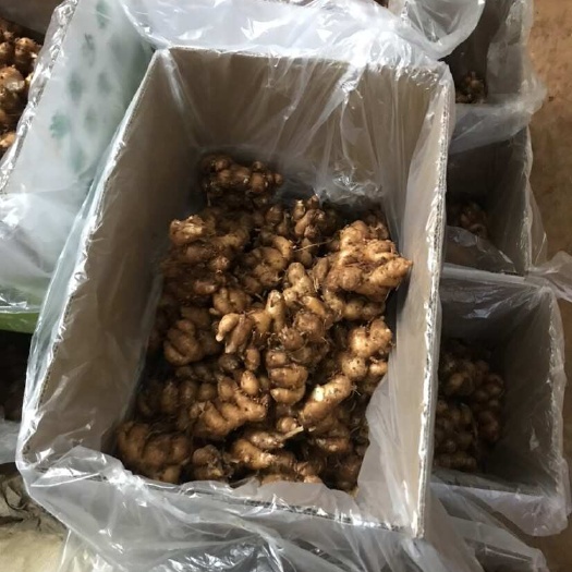 文昌市沙姜海南特产