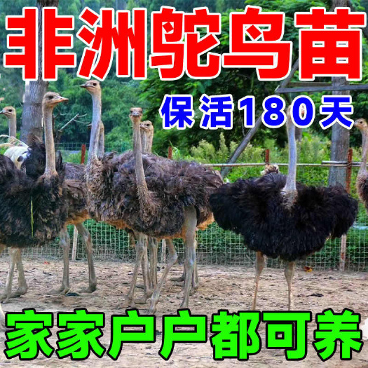  三个月大鸵鸟幼苗