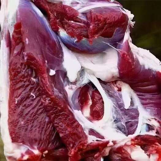 子长市个人散养羊肉