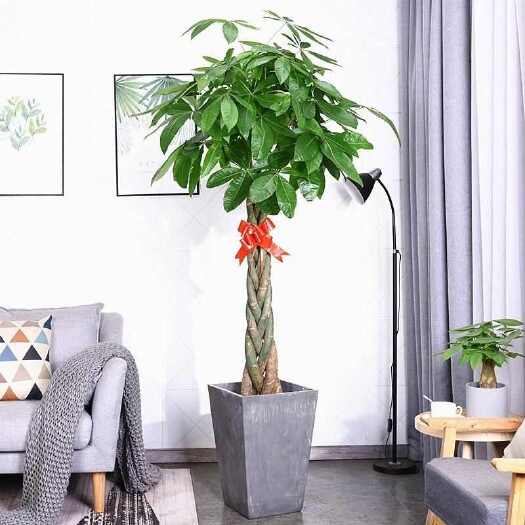 淮安发财树盆栽大客厅绿植大型植物发财树盆栽绿植开业乔迁送礼大盆栽