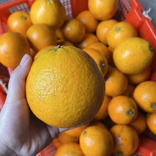 重庆市脐橙椪柑果大汁甜