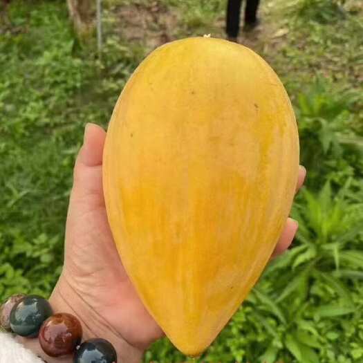 灵山县鸡蛋果苗  耀堂仙桃苗  AL罗斯果苗