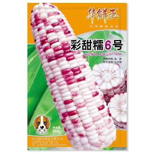 国审彩甜糯6号 玉米种子粘玉米彩糯香甜玉米抗病春秋播玉米