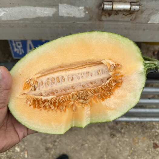 乐东县海南各类哈密瓜大量供应