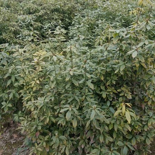 衡阳金丝楠木