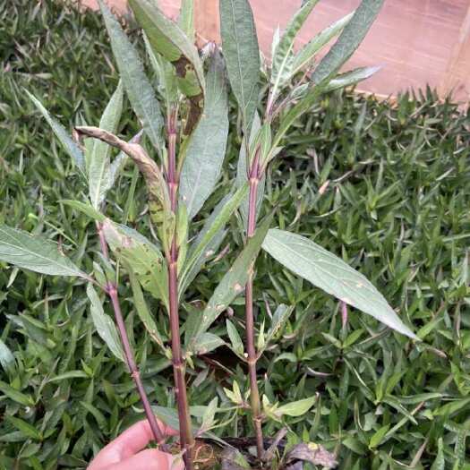 宜良县翠芦莉袋苗中袋小袋大量供应量大从优
