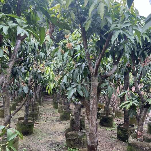 普宁市芒果8-15公分