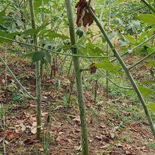 正品大号无刺掌叶覆盆子苗中药材果苗