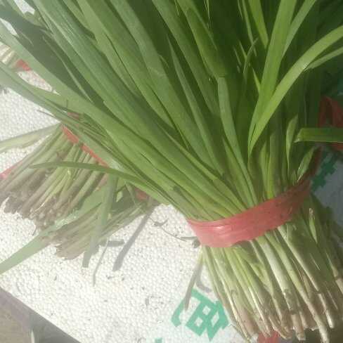 汉中韭菜热卖中欢迎省内外朋友前来光顾
