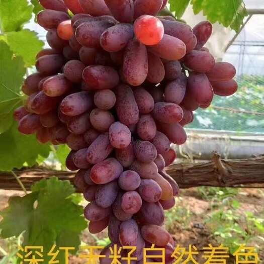 绥中县深红无核嫁接苗葡萄苗