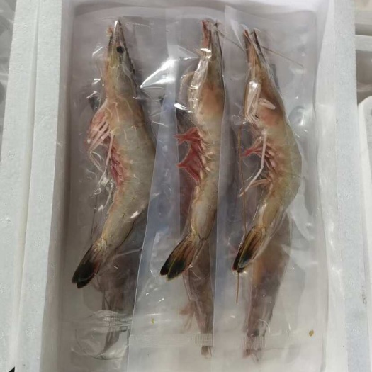 连云港海洋对虾只