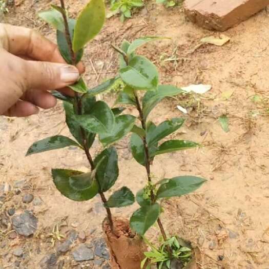 油茶苗，油茶直生杯苗