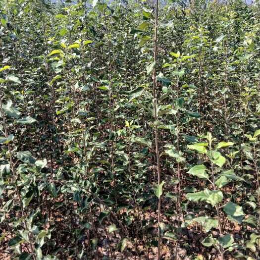 成都苹果苗糖心苹果苗