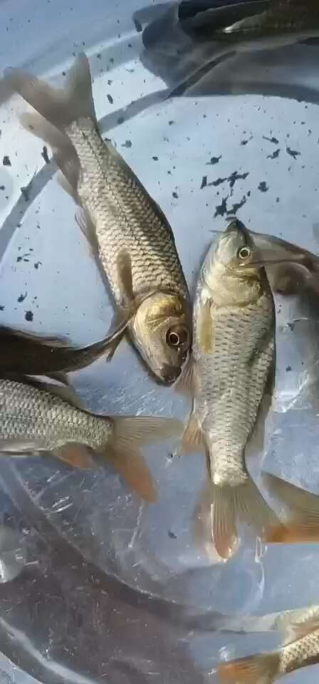 重庆市出售鲫鱼苗