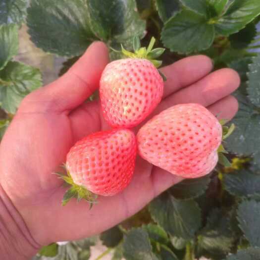 永仁县草莓，白草莓，粉玉草莓，香野草莓销售