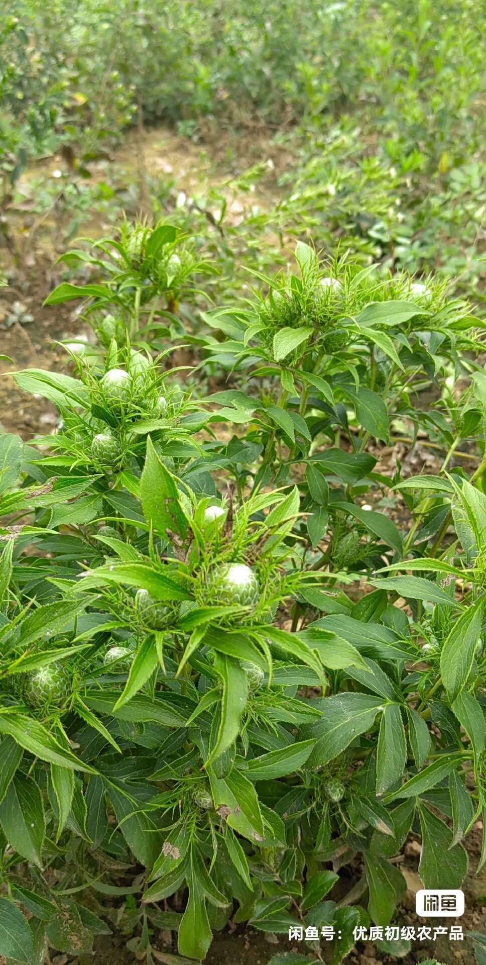 【正品】高品質(zhì)優(yōu)選生白術(shù)中藥材無硫生切白術(shù)包郵