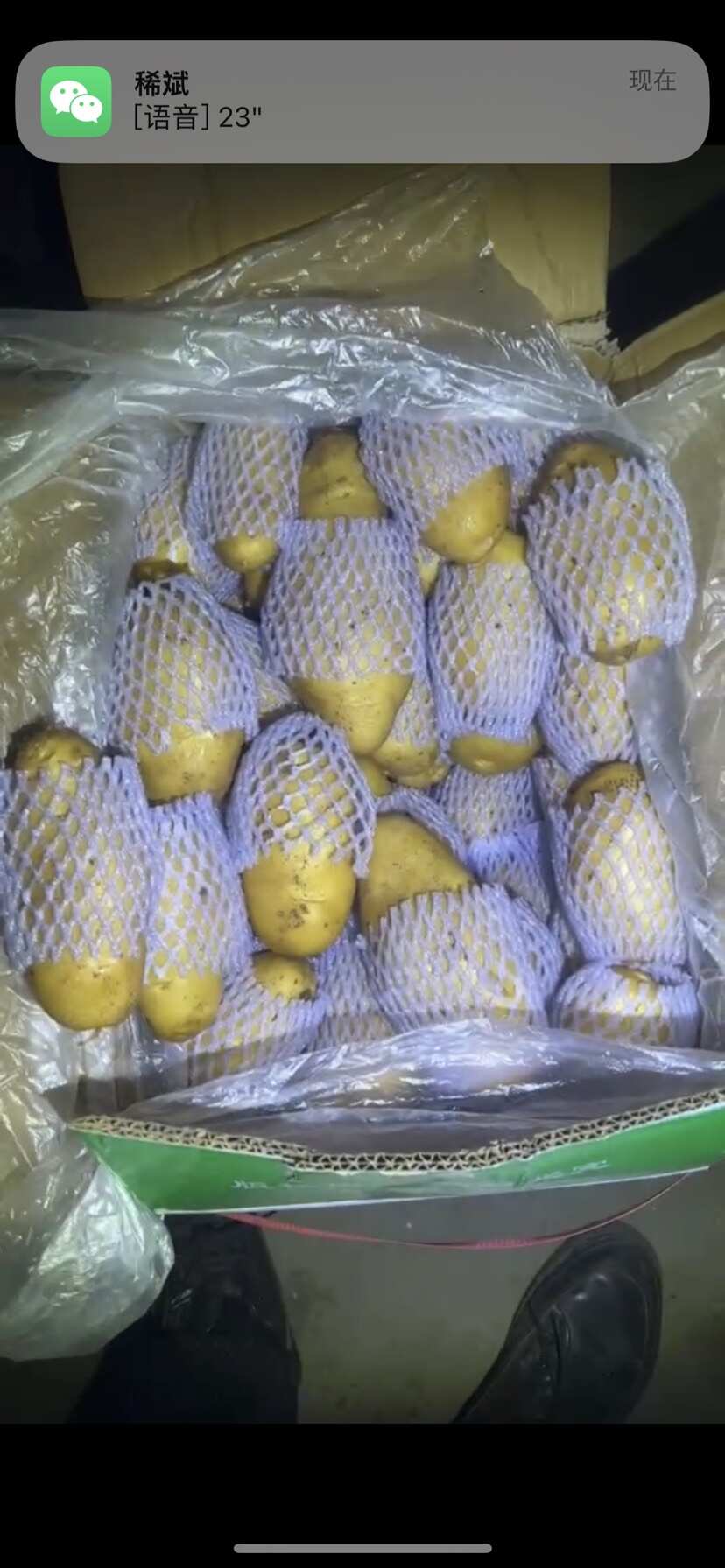 春季冷库土豆