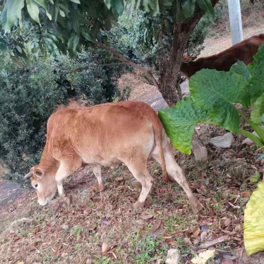 广州黄牛