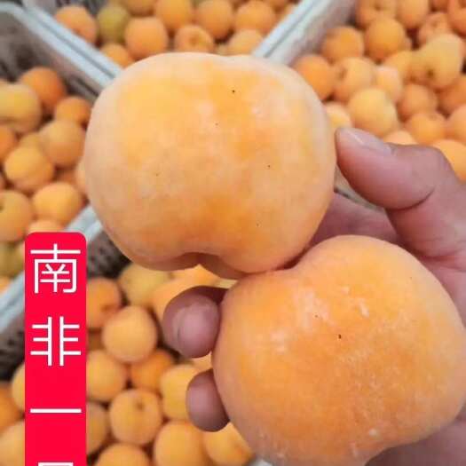 砀山县南非1号/2号/3号黄桃苗